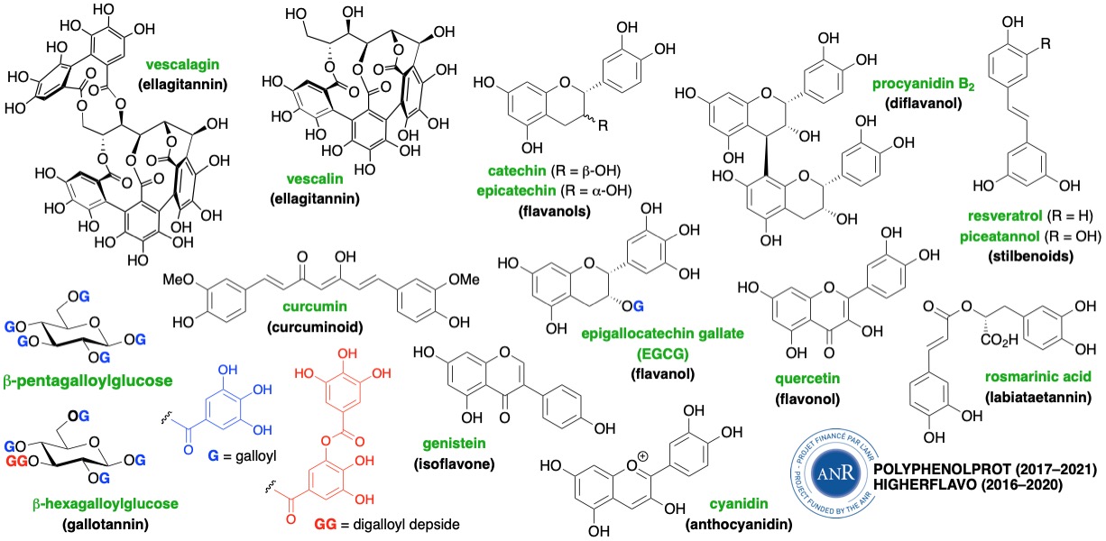 Polyphenol Chemistry And Chemical Biology Research I Squideau Lab